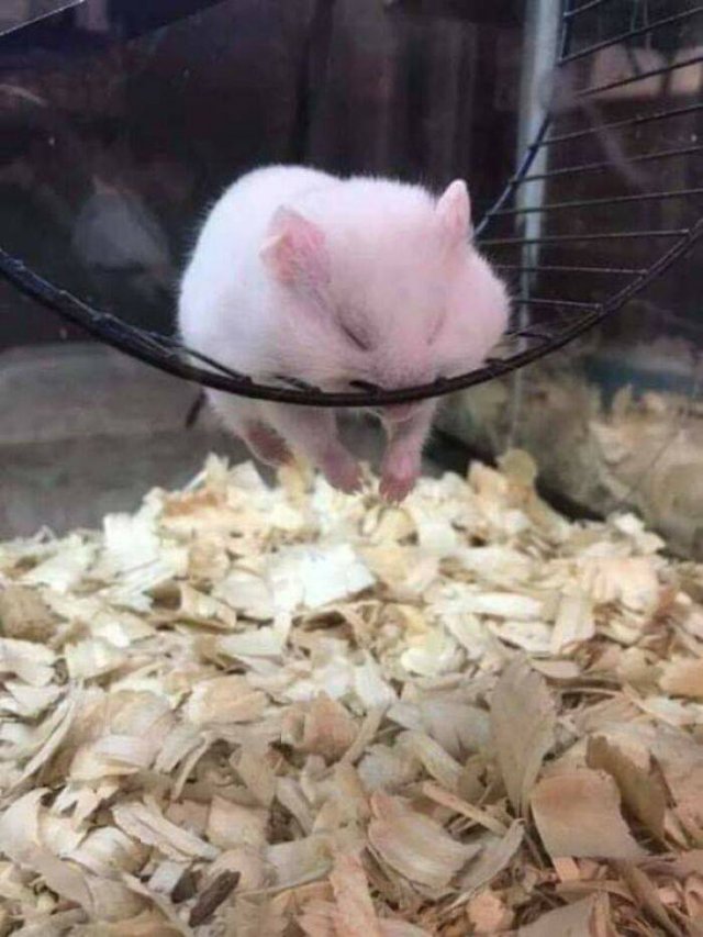 Tiny Animals (45 pics)