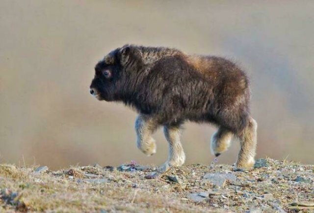 Tiny Animals (45 pics)
