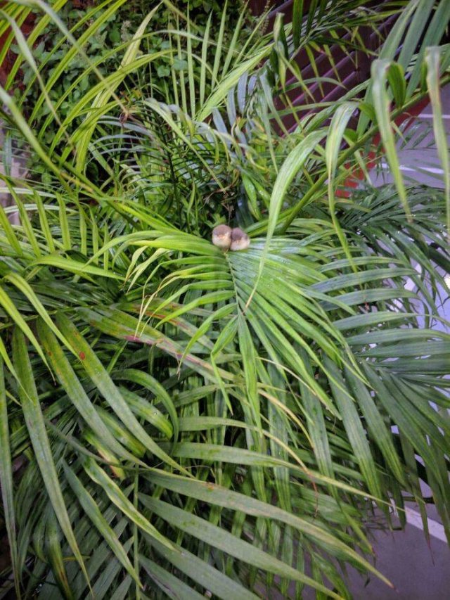Tiny Animals (45 pics)