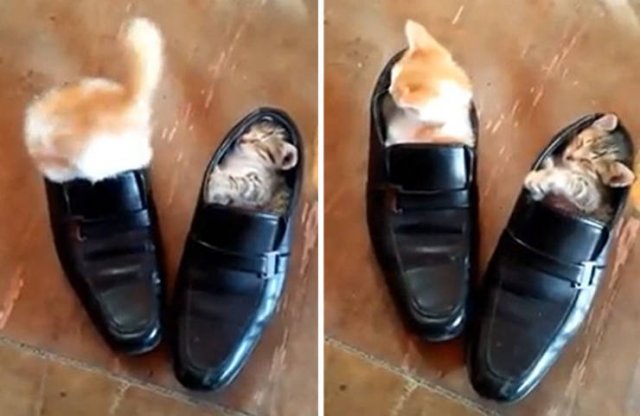 Tiny Animals (45 pics)