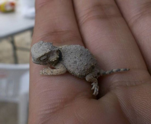 Tiny Animals (45 pics)