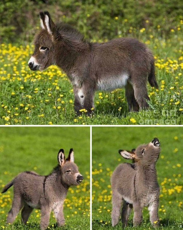 Tiny Animals (45 pics)