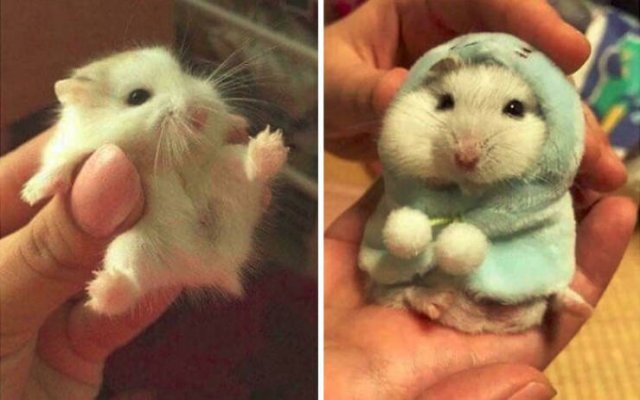 Tiny Animals (45 pics)