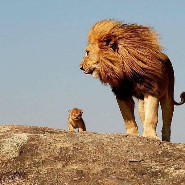 Tiny Animals (45 pics)