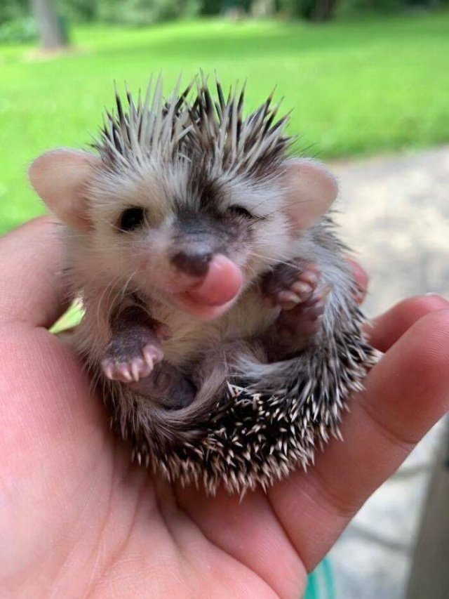 Tiny Animals (45 pics)