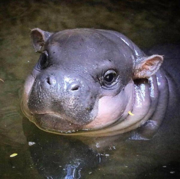 Tiny Animals (45 pics)