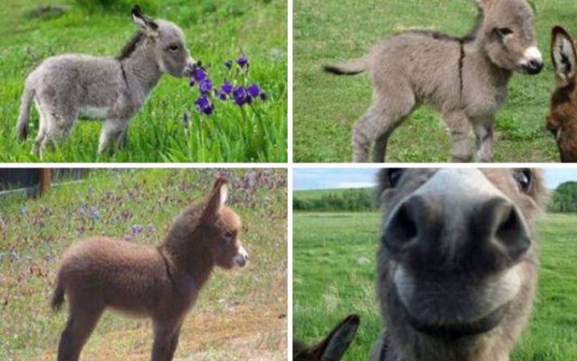 Tiny Animals (45 pics)