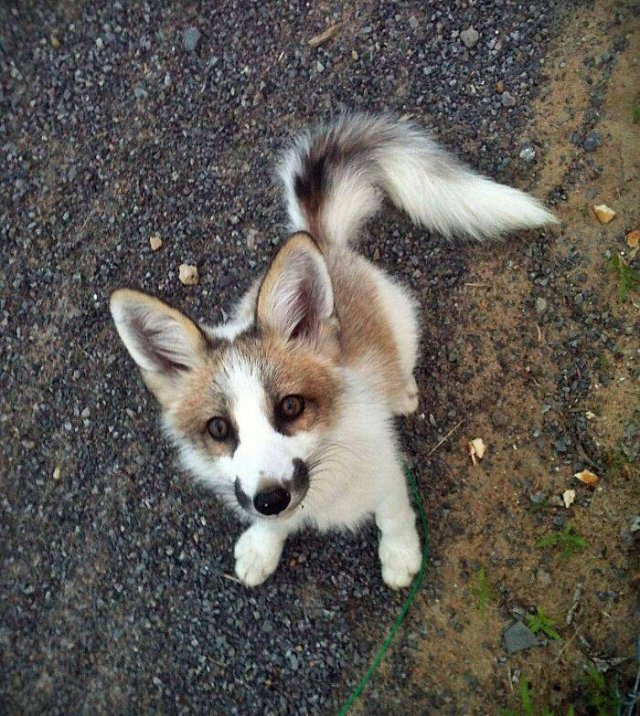 Tiny Animals (45 pics)