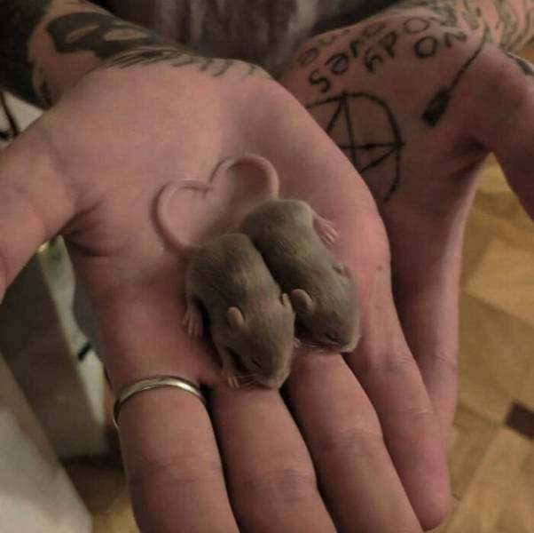 Tiny Animals (45 pics)