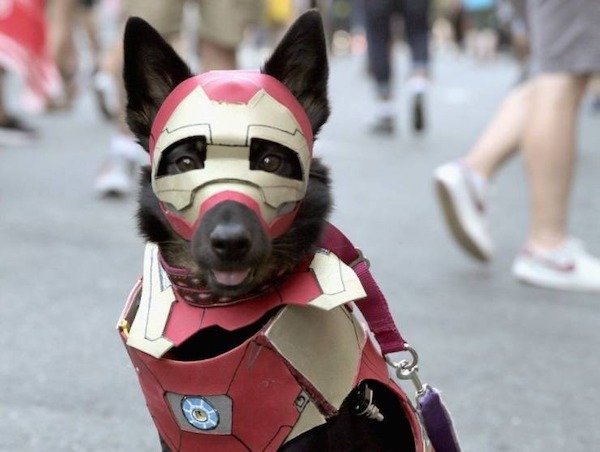 Funny Animals (65 pics)