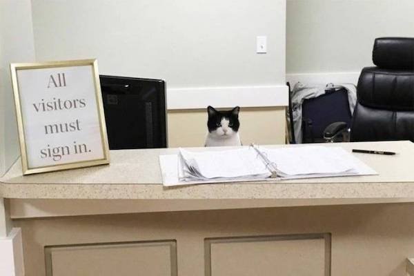 Funny Animals (65 pics)