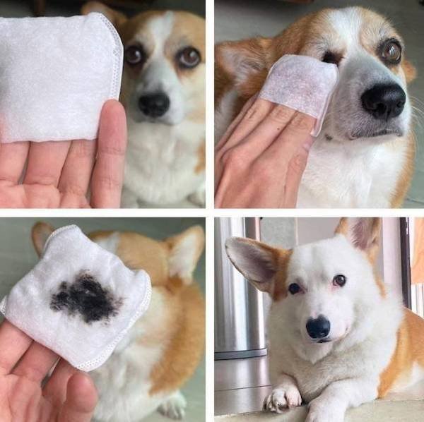 Funny Animals (65 pics)