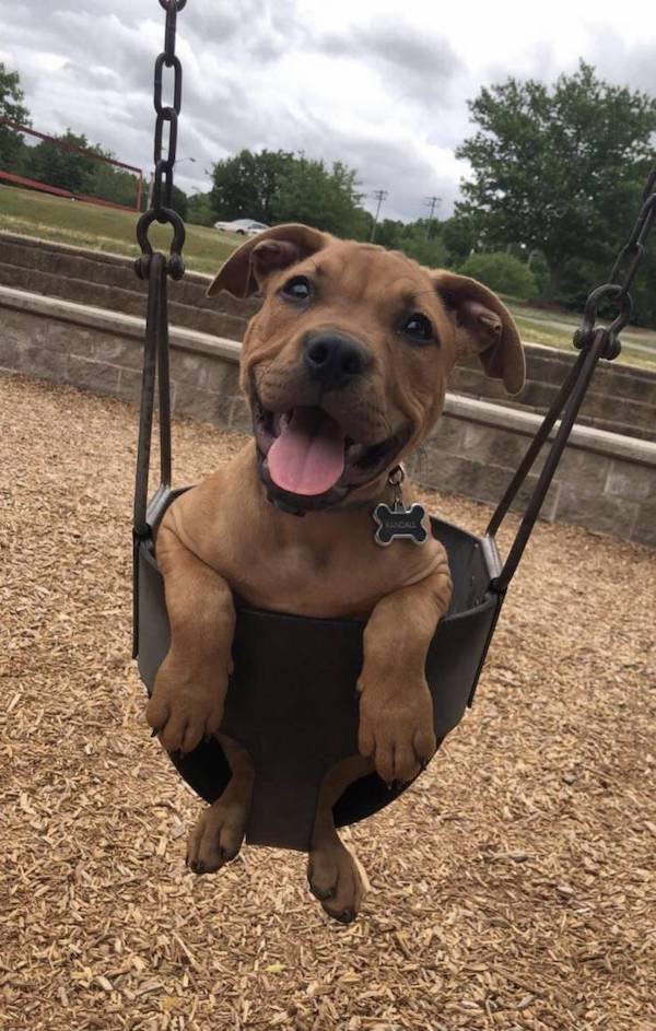 Funny Animals (65 pics)