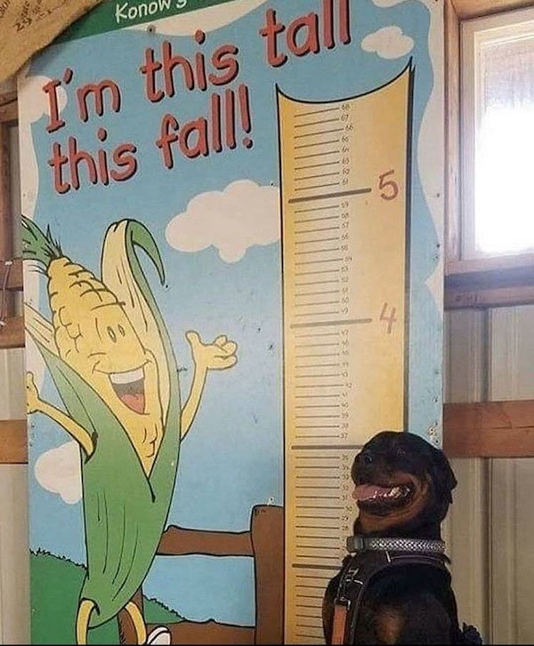 Funny Animals (65 pics)