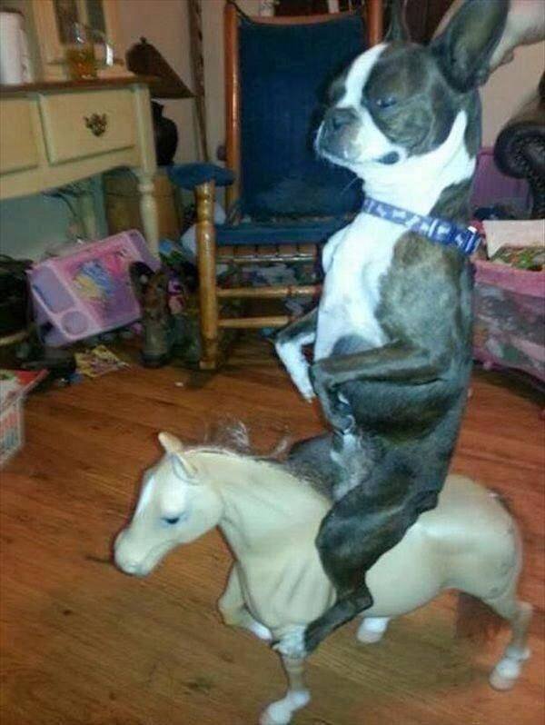 Funny Animals (65 pics)
