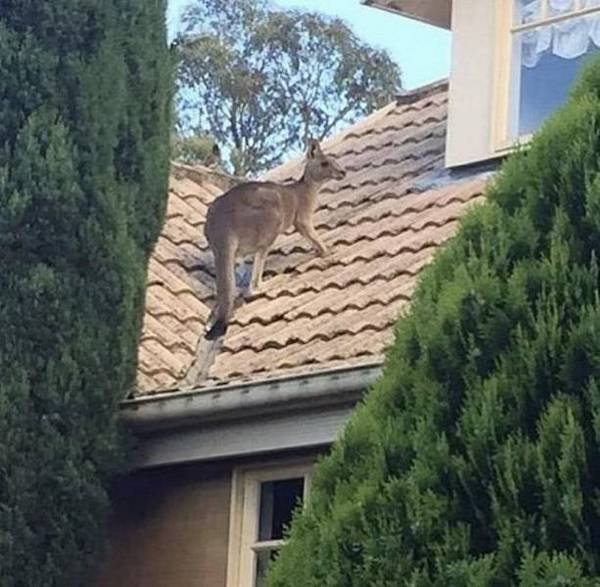 Funny Animals (65 pics)