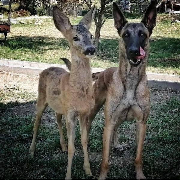 Funny Animals (65 pics)