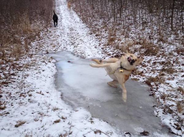 Funny Animals (65 pics)