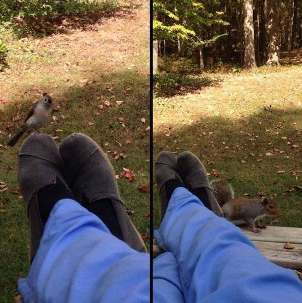 Funny Animals (65 pics)