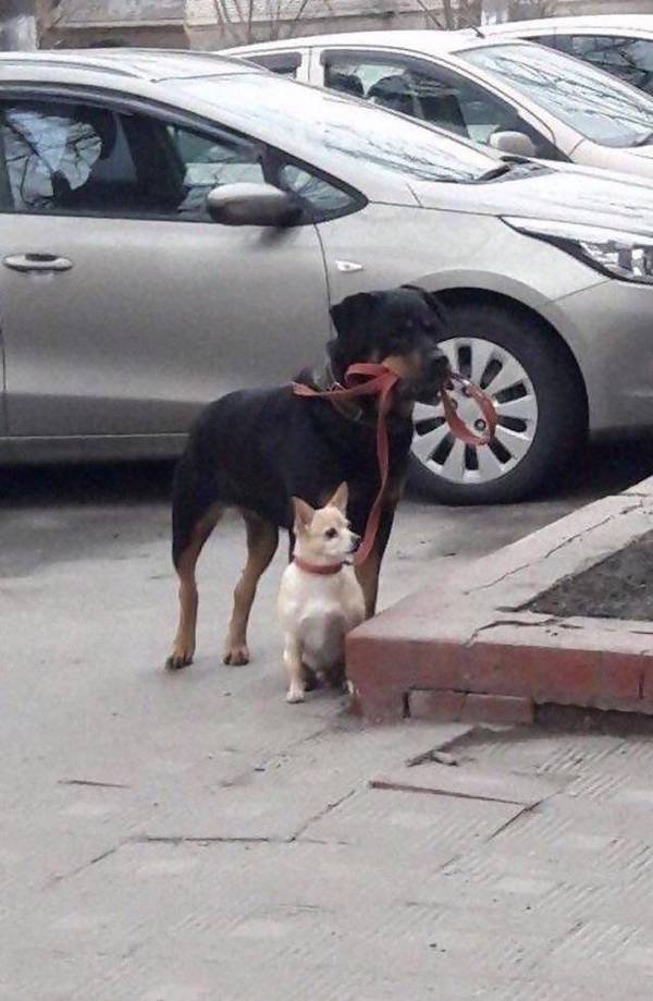 Funny Animals (65 pics)