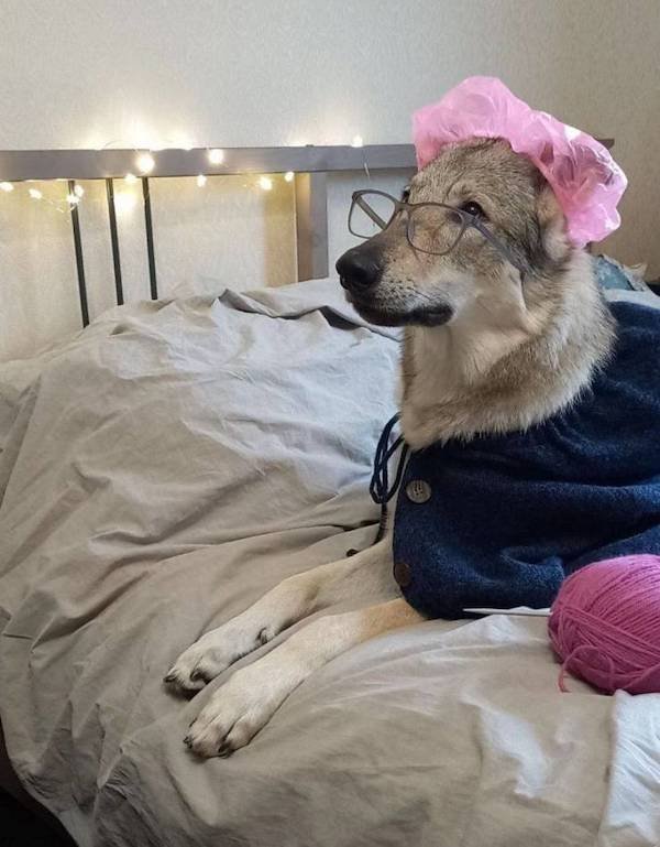 Funny Animals (65 pics)