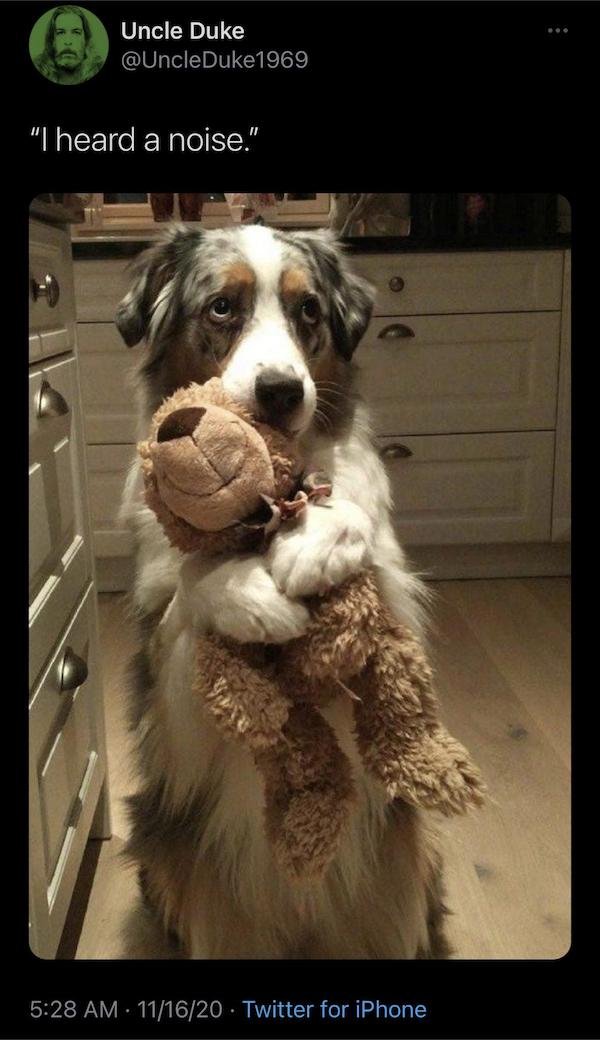 Funny Animals (65 pics)