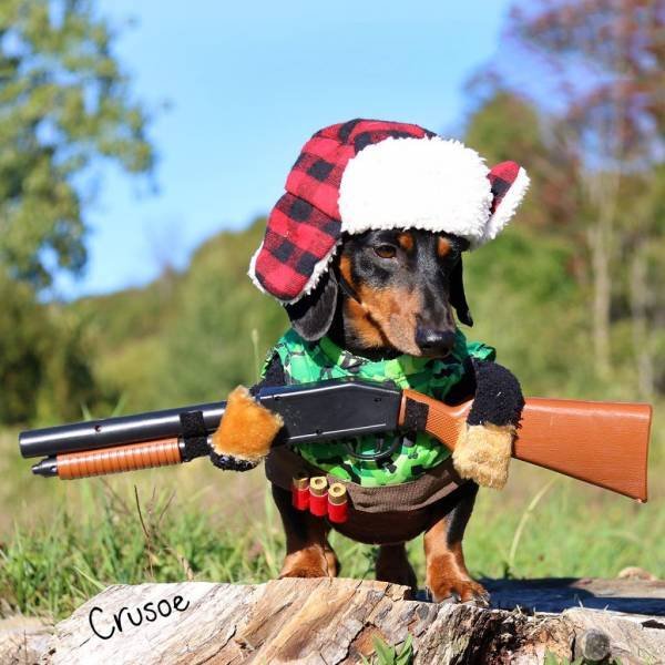 Funny Animals (65 pics)