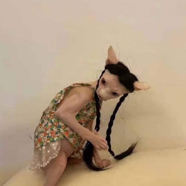 Funny Animals (65 pics)
