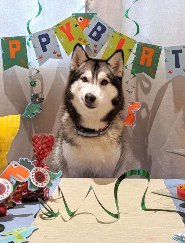 Funny Animals (65 pics)