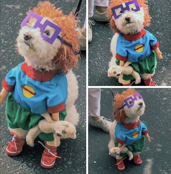 Funny Animals (65 pics)