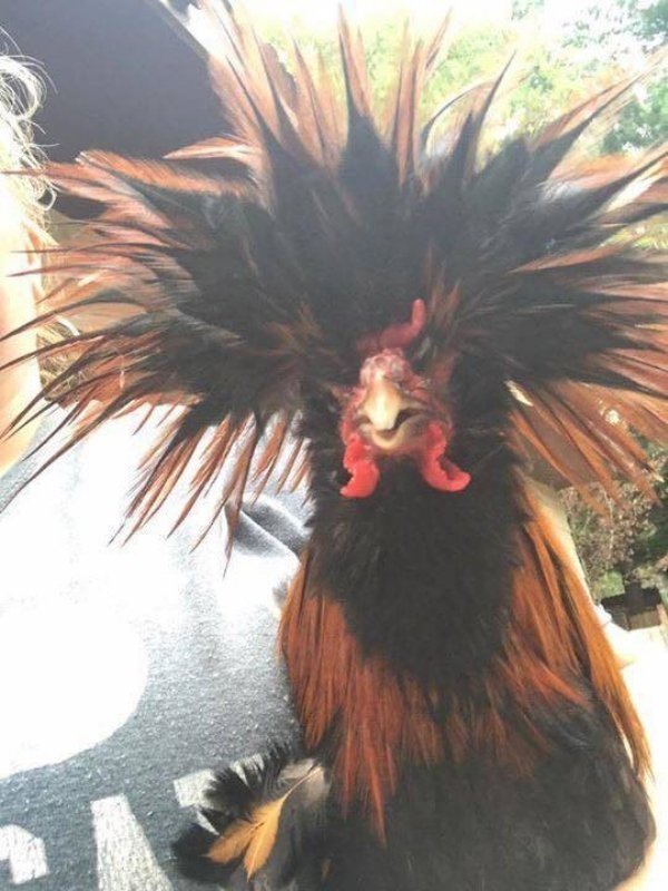 Funny Animals (65 pics)