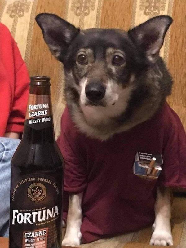 Funny Animals (65 pics)