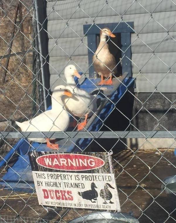 Funny Animals (65 pics)