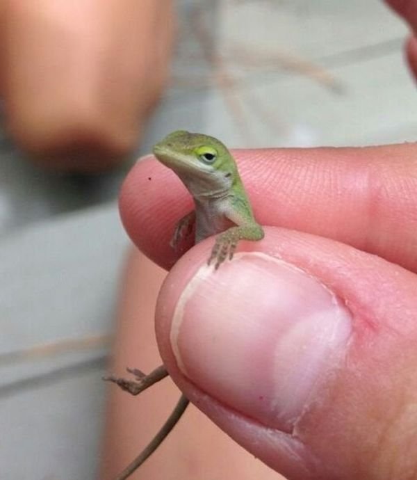 Funny Animals (65 pics)