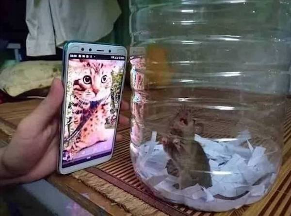 Funny Animals (65 pics)