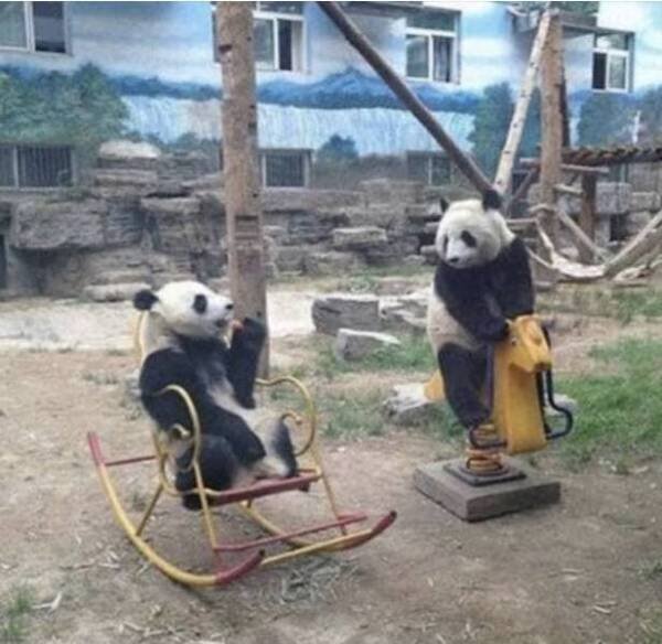 Funny Animals (65 pics)