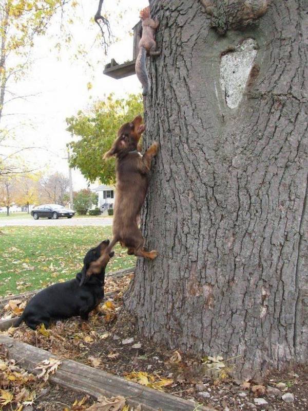 Funny Animals (65 pics)