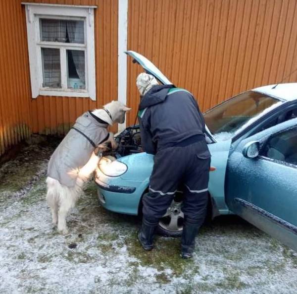 Funny Animals (65 pics)