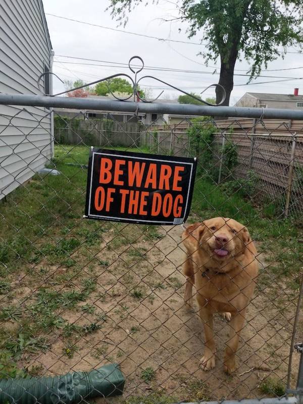 Funny Animals (65 pics)