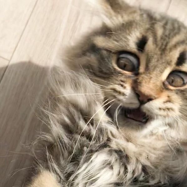 The Most Expressive Cat (30 pics)