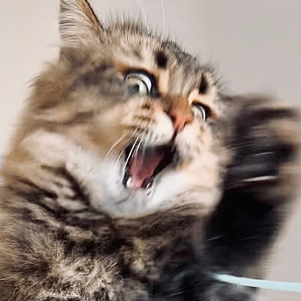 The Most Expressive Cat (30 pics)
