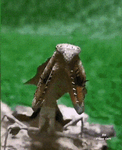 Acid Gifdump, November 11 (25 gifs)