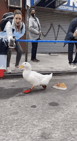 Acid Gifdump, November 11 (25 gifs)