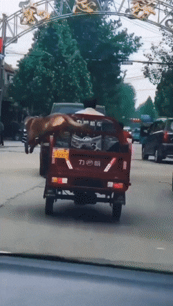 Acid Gifdump, November 11 (25 gifs)