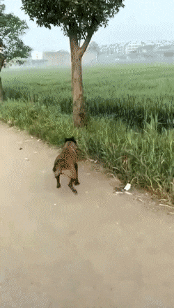 Acid Gifdump, November 11 (25 gifs)