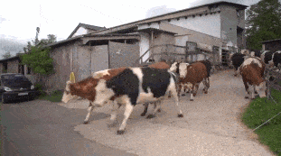 Acid Gifdump, November 12 (25 gifs)