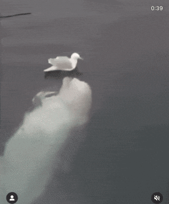 Acid Gifdump, November 12 (25 gifs)