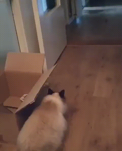 Acid Gifdump, November 12 (25 gifs)