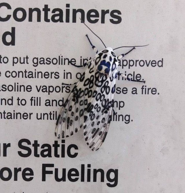 Unusual Coincidences (37 pics) Unusual Coincidences (37 pics)
