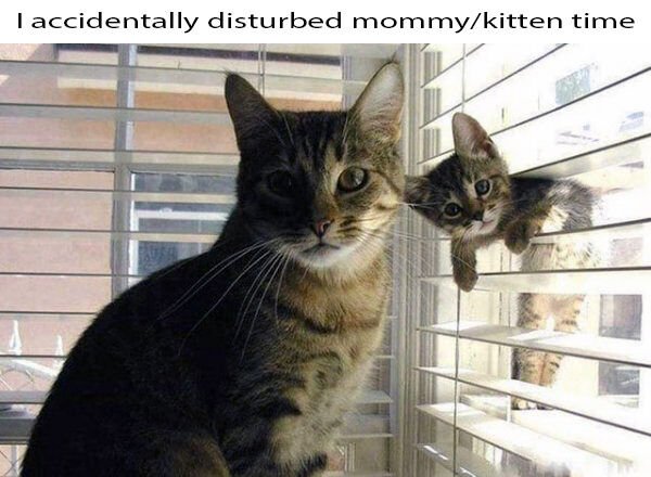 Cat Memes And Pictures (38 pics)